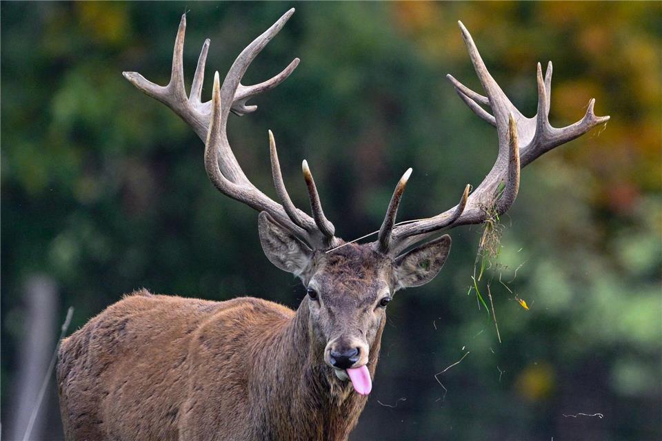 Der Rothirsch ist das Wildtier des Jahres 2026. (Symbolbild)Patrick Pleul/dpa/ZB