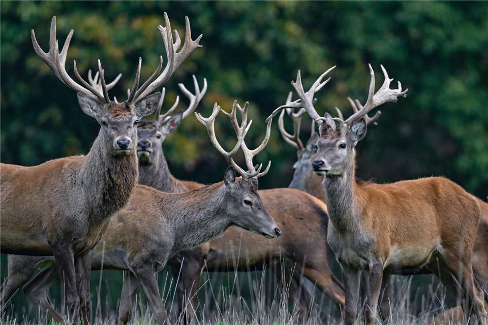 Der Rothirsch ist zum Tier des Jahres 2026 gewählt worden. (Archivbild)Patrick Pleul/dpa/ZB