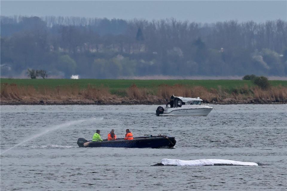 Der Rücken des Wals ist mit Tüchern abgedeckt.Bernd Wüstneck/dpa