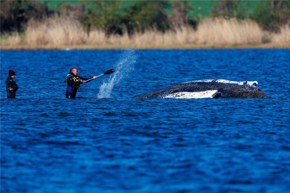 Der Rücken des gestrandeten Buckelwals liegt frei und ist der Sonne ausgesetzt. Jens Büttner/dpa