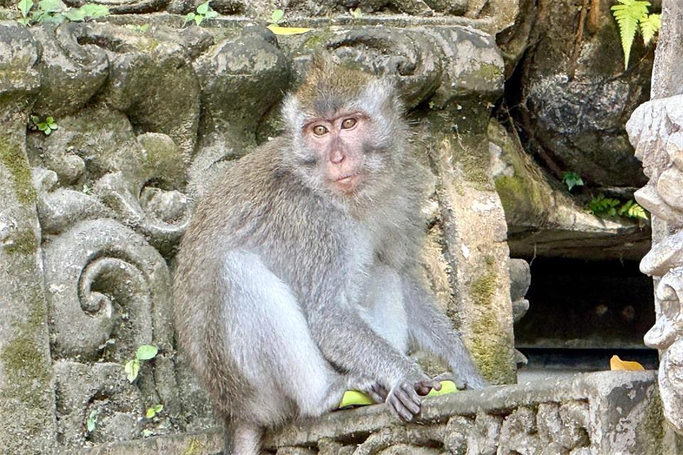 Der Sacred Monkey Forest ist eine der Hauptattraktionen in Ubud. Carola Frentzen/dpa