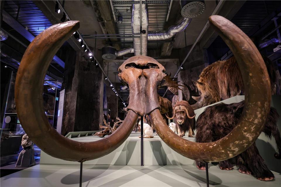 Der Schädel eines Mammuts - 1975 im Münsterland entdeckt - ist eines der Highlights der neuen Eiszeit-Ausstellung in Essen.Christoph Reichwein/dpa