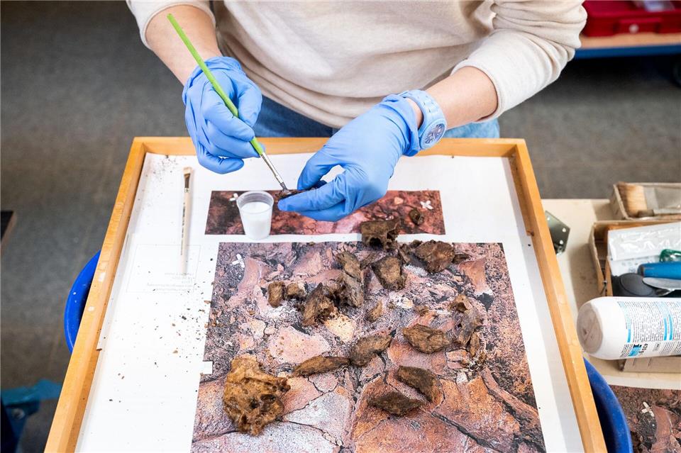 Der Schädel stammt aus dem Duvenseer Moor.Daniel Bockwoldt/dpa