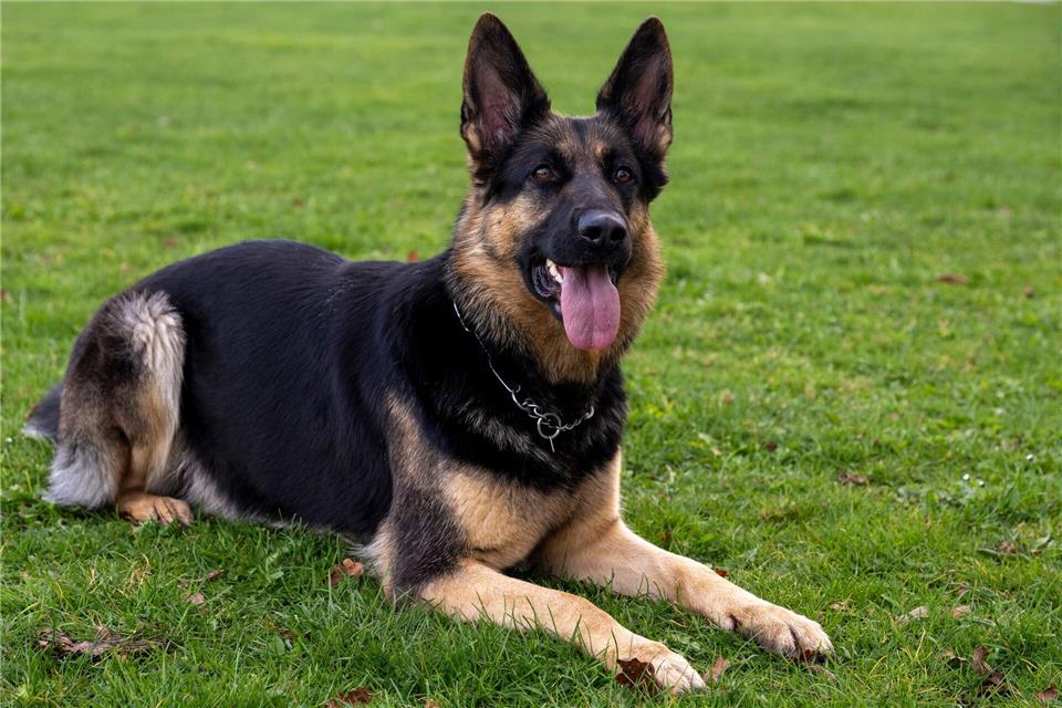 Schäferhund fällt wandernde Touristin an Der Schäferhund war laut Polizei dreieinhalb Jahre alt. (Symbolbild)Stefan Puchner/dpa
