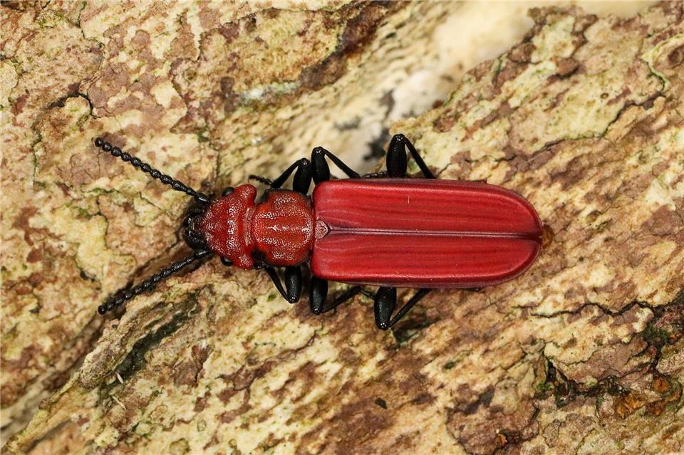 Der Scharlachrote Plattkäfer wurde im Nationalpark Sächsische Schweiz nachgewiesen.Ronny Gutzeit/Nationalpark Sächsische Schweiz/dpa
