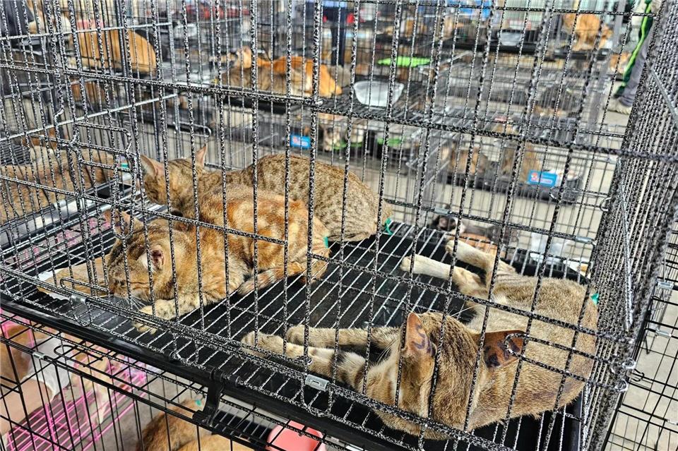Der Schlag gegen den Katzenschmugglerring machte im Juni weltweit Schlagzeilen.Phuong Tham / Humane World for Animals/dpa