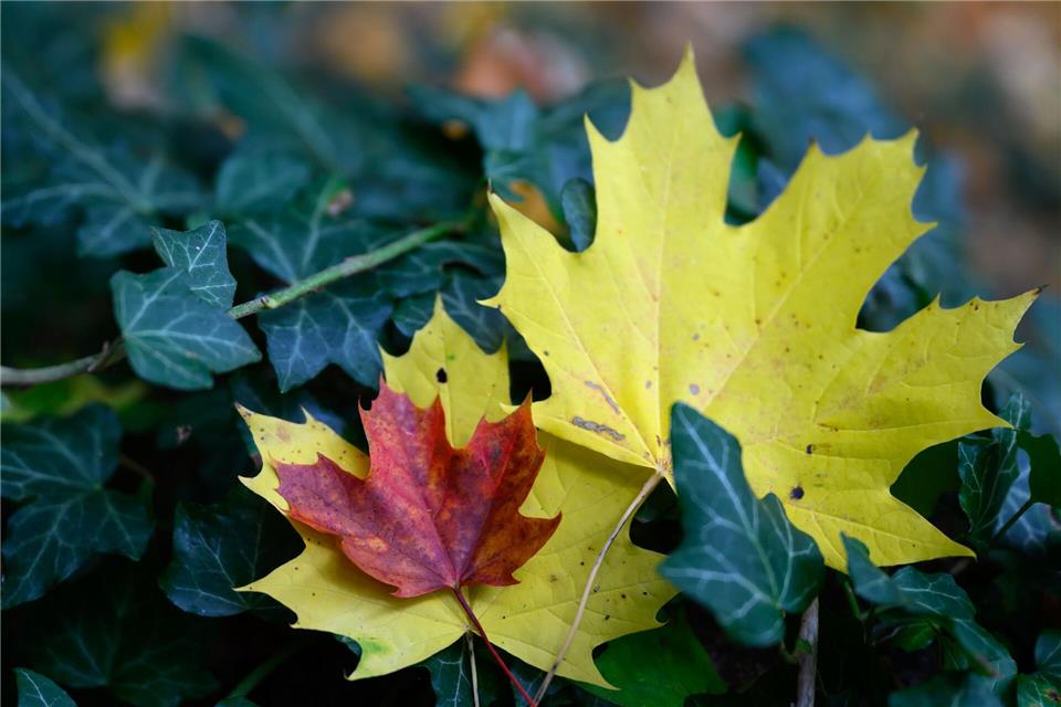 Der Schlosspark Wechselburg hat zu jeder Jahreszeit seine Reize - der Herbst mit der Laubfärbung ist aber etwas Besonderes. Hendrik Schmidt/dpa