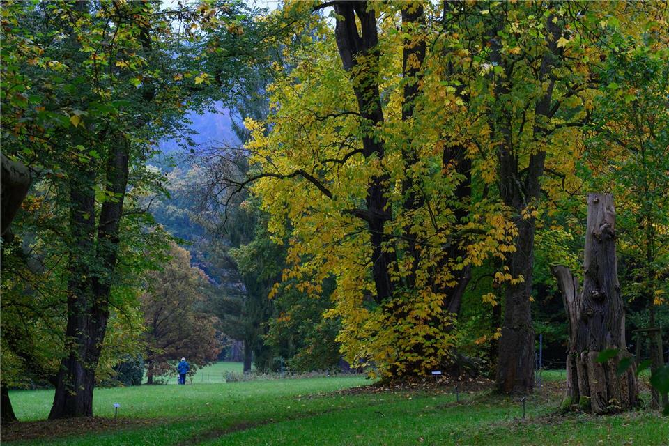 Der Schlosspark Wechselburg soll über ein Förderprogramm mit Hilfe des Bundes für den Klimawandel fit gemacht werden. Hendrik Schmidt/dpa