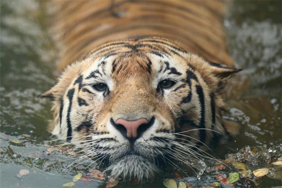 Der Schutz gefährdeter Tiere - hier ein Königstiger - wird in Corona-Zeiten zusätzlich finanziell unterstützt. Foto: Md Manik/SOPA Images via ZUMA Wire/dpa/Symbolbild