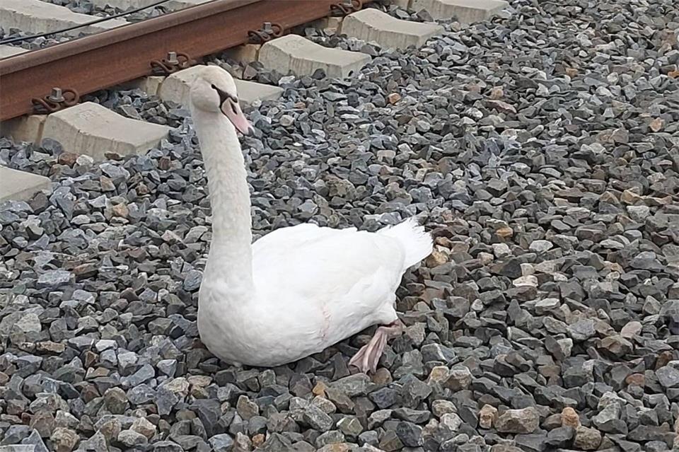 Der Schwan sitzt im Gleisbereich einer ICE-Strecke.-/Bundespolizeiinspektion Würzburg /dpa