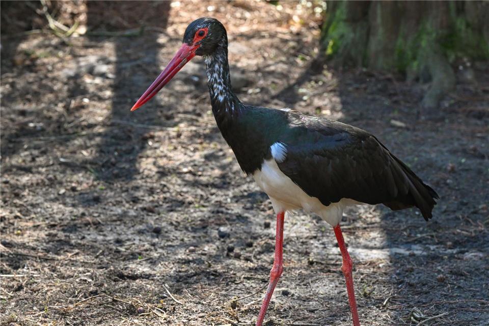 Der Schwarzstorch gilt als äußerst scheuer Waldbewohner. (Archivbild)Patrick Pleul/dpa