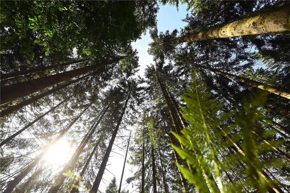 Der Schwarzwald ist eine der gefragtesten Urlaubsregionen in Deutschland. (Archivbild)Uli Deck/dpa