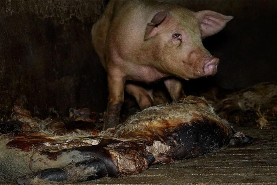 Der Schweinemastbetrieb hat seit Jahresbeginn einen neuen Eigentümer und die Missstände wurden laut einer Mitteilung der Veterinärbehörden beendet.-/NGO Arge/dpa