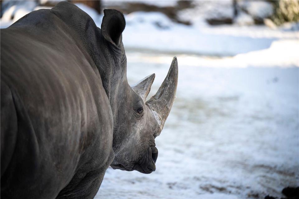 Der Schweriner Zoo blickt auf ein besucherstarkes Jahr zurück. Philip Dulian/dpa