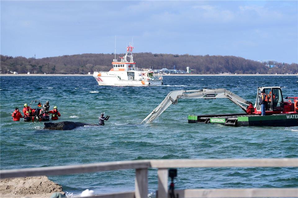 Der Schwimmbagger arbeitet direkt um den gestrandeten Wal herum. Daniel Bockwoldt/dpa