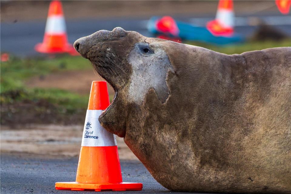 Der See-Elefant reibt sich in Tasmanien auch schon mal an Verkehrspollern.Sam Volker/Sam Volker Photography/AP/dpa