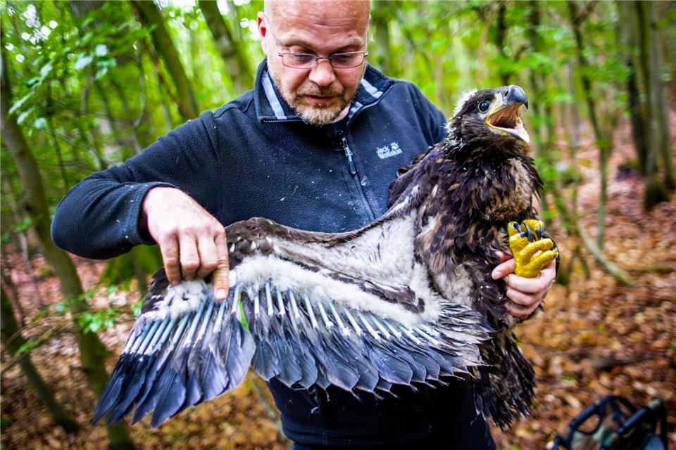 Der Seeadler-Experte René Feige hatte kurz nach Weihnachten von der Baumfällung erfahren. (Archivbild)Jens Büttner/dpa