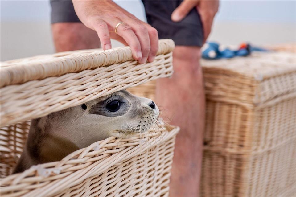 Der Seehund „Scotty“ schaut kurz vor der Auswilderung aus einem Korb am Ostende der Insel Juist. Hauke-Christian Dittrich/dpa