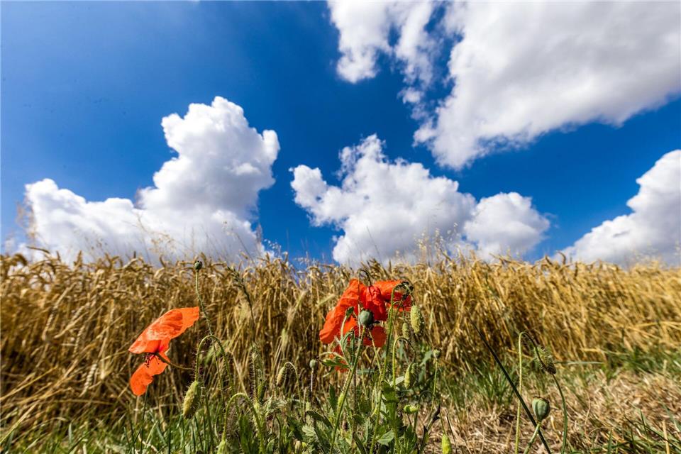Der September startet mit spätsommerlichem Wetter. (Archivbild)Frank Hammerschmidt/dpa