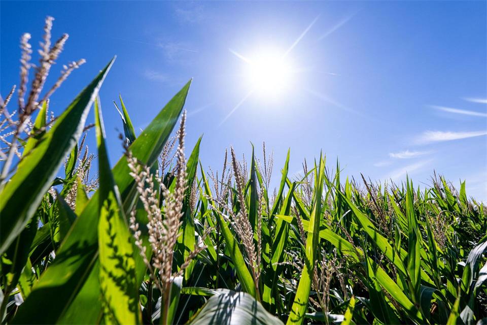 Der September war in Nordrhein-Westfalen besonders sonnig, warm und trocken. (Archivbild) Benjamin Westhoff/dpa