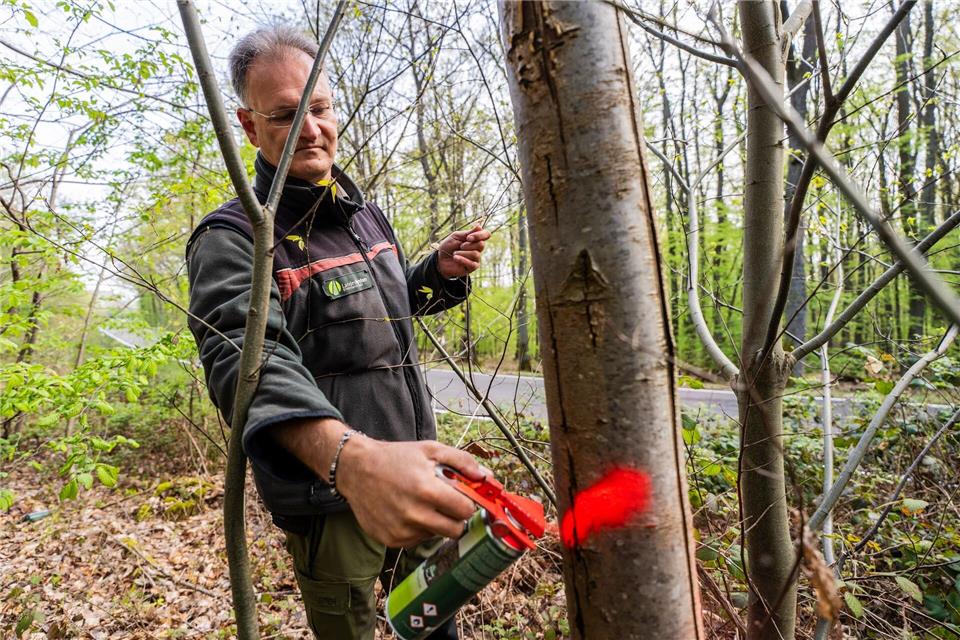 Der Sicherheitscheck im Wald ist zweimal pro Jahr fällig. Andreas Arnold/dpa