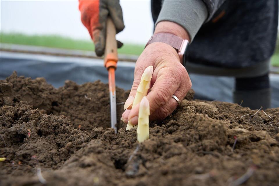 Der Spargel in diesem Jahr könnte wieder teurer werden. (Symbolbild)Thomas Frey/dpa