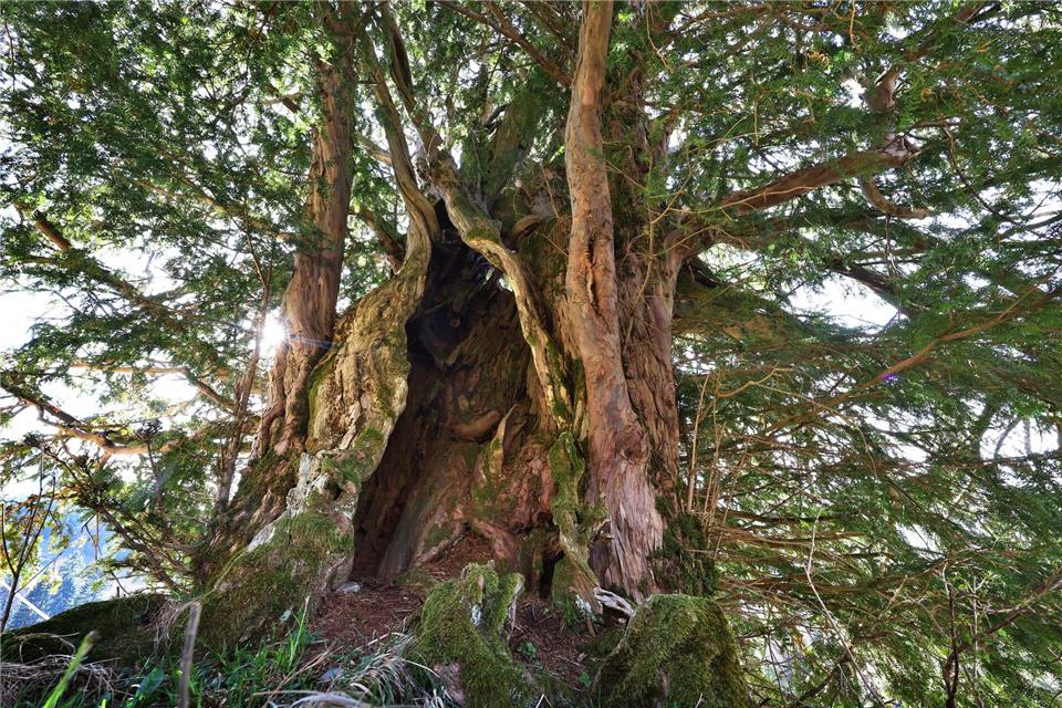 Der Stamm der uralten Eibe ist ein regelrechtes Monument mit Spalten, Wülsten und Löchern. Karl-Josef Hildenbrand/dpa