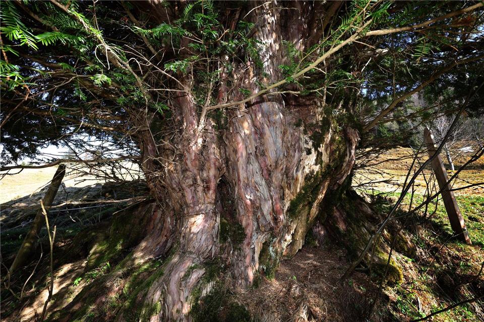 Der Stamm hat einen Umfang von 5,10 Metern. Karl-Josef Hildenbrand/dpa