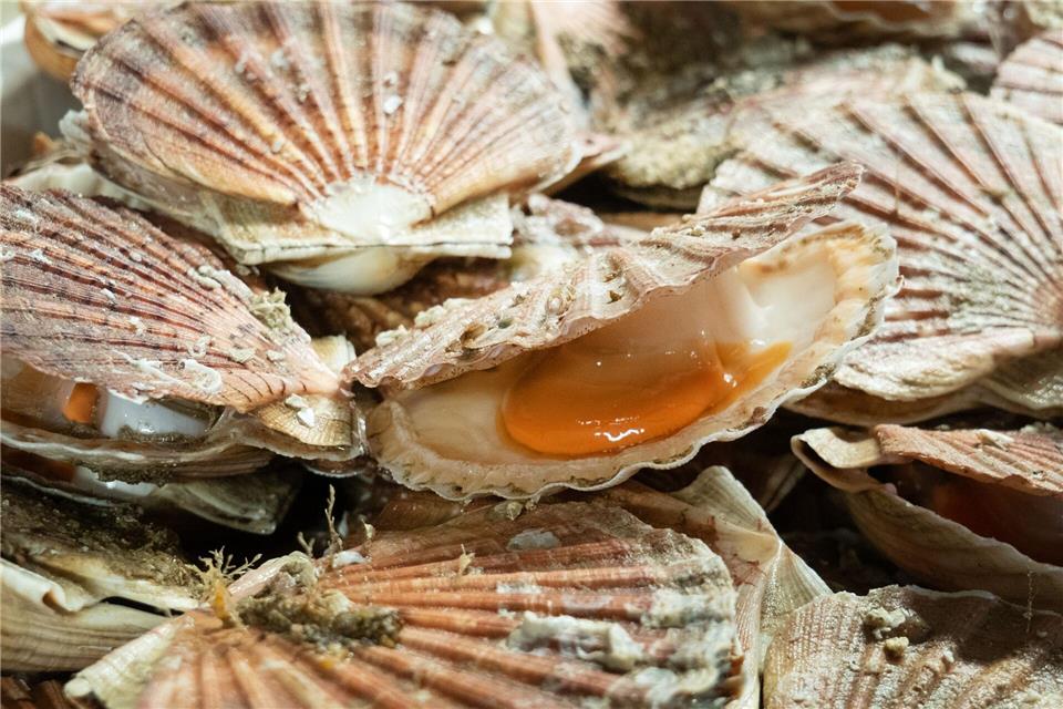 Der Star im Inneren der Jakobsmuschel ist das weiße Muskelfleisch, die Nuss. Eher zweite Wahl ist der orangefarbene, aber sehr aromatisch intensivere Rogen.Andreas Drouve/dpa-tmn