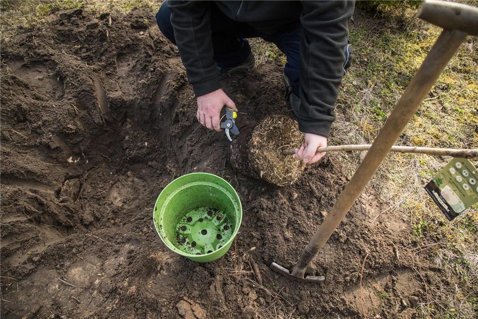 Der Start ins Baumleben: Pflanzloch ausheben, Hauptwurzeln abschneiden, Baum gerade einsetzen.picture alliance / dpa-tmn