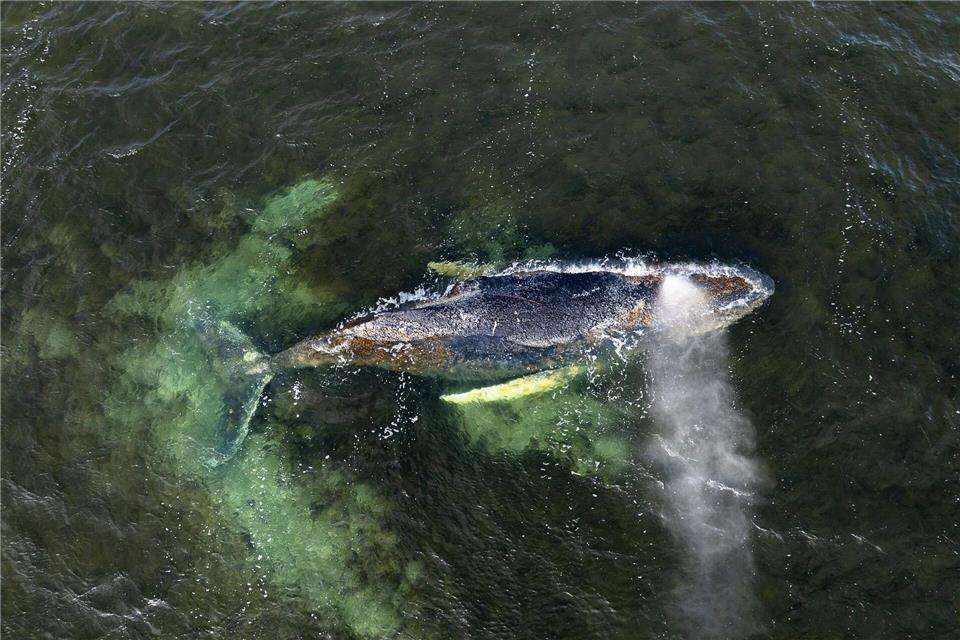 Der Sterbeprozess eines gestrandeten Wales kann sich hinziehen.Daniel Müller/Greenpeace Germany/dpa