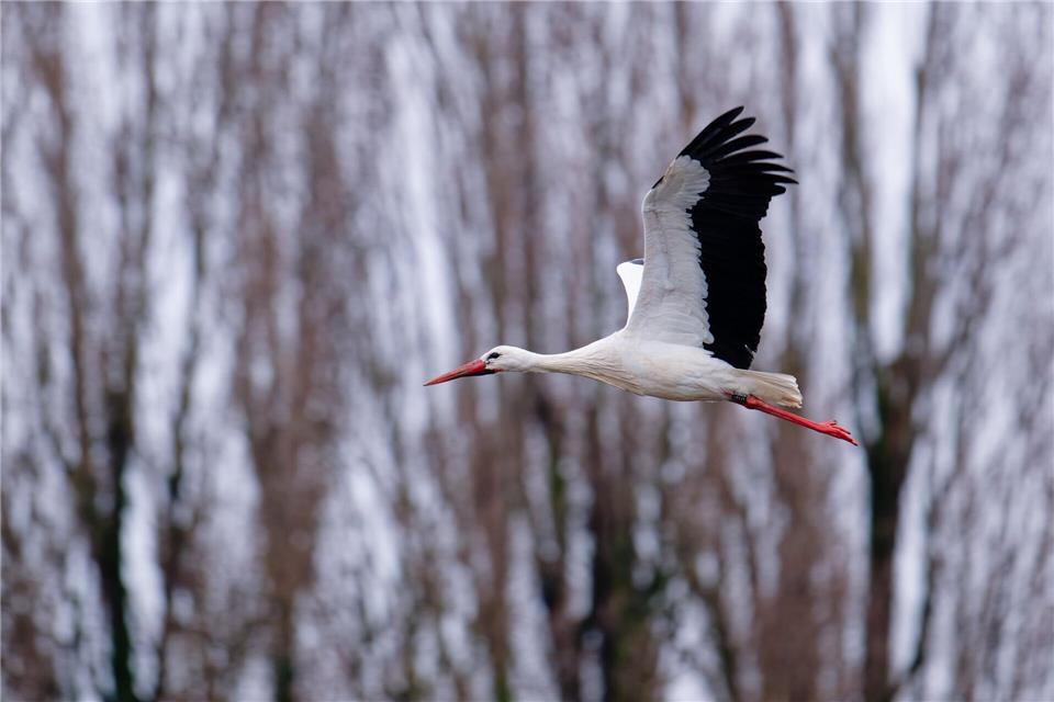 Der Storch gilt als einer der Vorboten für den nahenden Frühling.Uwe Anspach/dpa