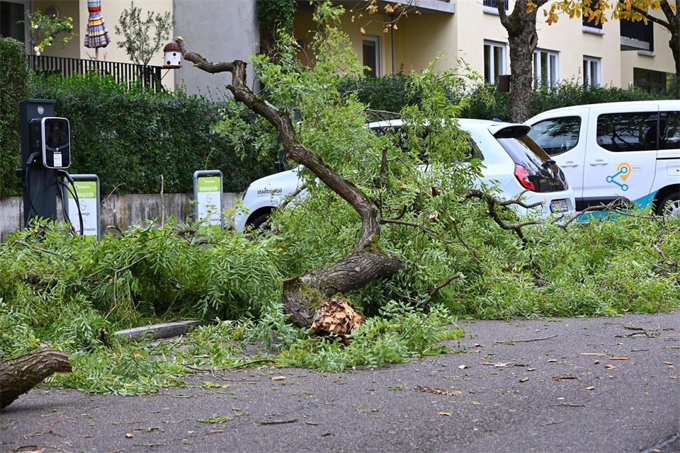 Der Sturm hat mehrere Bäume auf Straßen stürzen lassen. Valentin Gensch/dpa