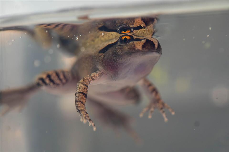 Der Südliche Stotterfrosch ist derzeit bei Aussie Ark in allen Entwicklungsstufen zu sehen, auch während der Metamorphose.Aussie Ark/dpa