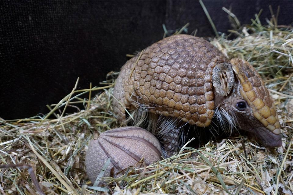 Der Tiergarten Kleve freut sich über Nachwuchs: Am 21. April wurde ein junges Südliches Kugelgürteltier geboren, hier mit Mutter Paloma. --/Tiergarten Kleve/dpa