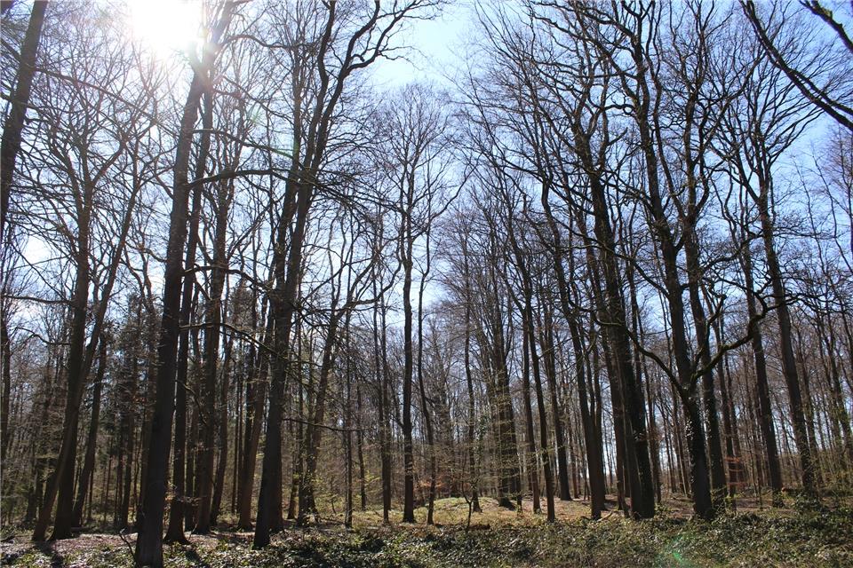 Der Tiergarten Schloss Raesfeld soll einen neuen Eigentümer bekommen. Eine Stiftung hat Kaufinteresse bekundet.