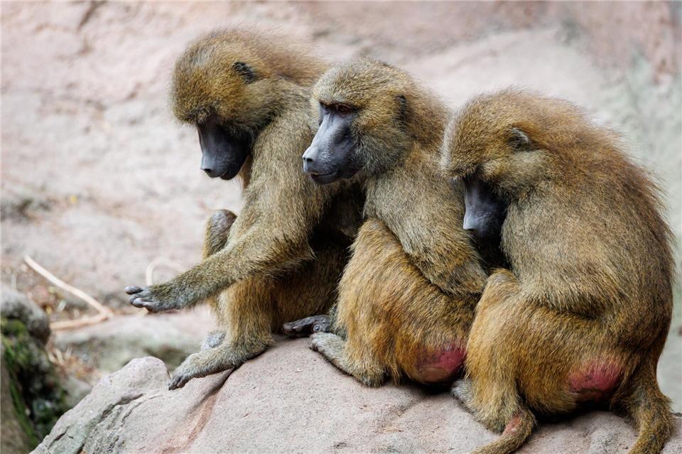 Der Tiergarten hatte aus Platzmangel im Juli zwölf gesunde Paviane getötet. Aus Sicht von Tierschutz- und Tierrechtsorganisationen verstößt das gegen das Tierschutzgesetz. (Archivbild)Daniel Karmann/dpa
