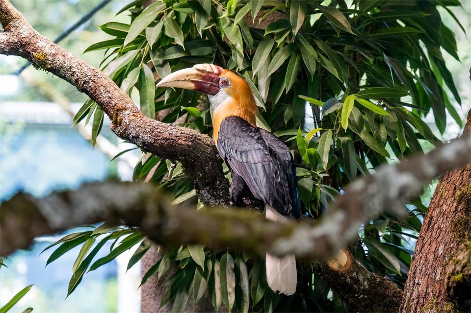Der Tierpark Hellabrunn ist ein beliebtes Ausflusgziel in Bayern - im Oktober steigen die Eintrittspreise. (Archivbild)Tobias Hase/dpa