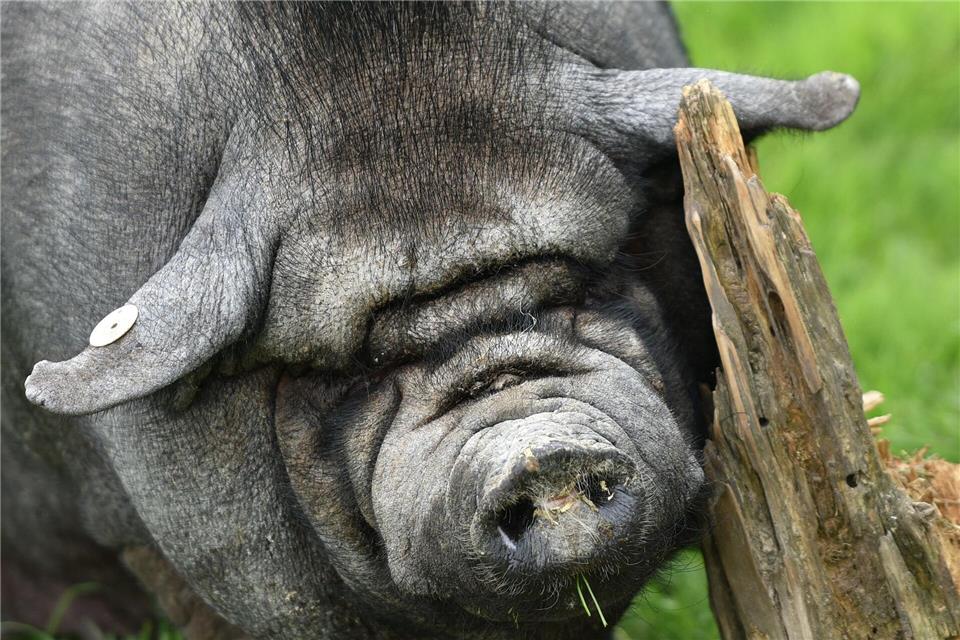 Der Tierpark Sababurg gibt seine Schweinehaltung wegen der Afrikanischen Schweinepest auf. (Archivbild)Uwe Zucchi/dpa