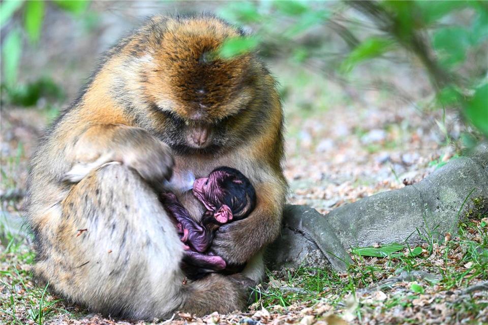 Der Tierpark am Bodensee feiert in diesem Jahr seinen 50. Geburtstag. Felix Kästle/dpa