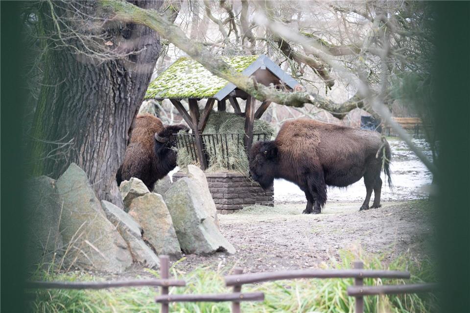 Der Tierpark hatte nach einem Ausbruch der Maul- und Klauenseuche fast drei Wochen geschlossen. (Archivbild)Sebastian Gollnow/dpa