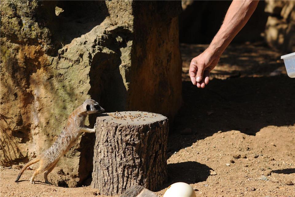 Der Tierpark in der tschechischen Hauptstadt zählt zu den meistbesuchten Sehenswürdigkeiten des Landes.Michael Heitmann/dpa