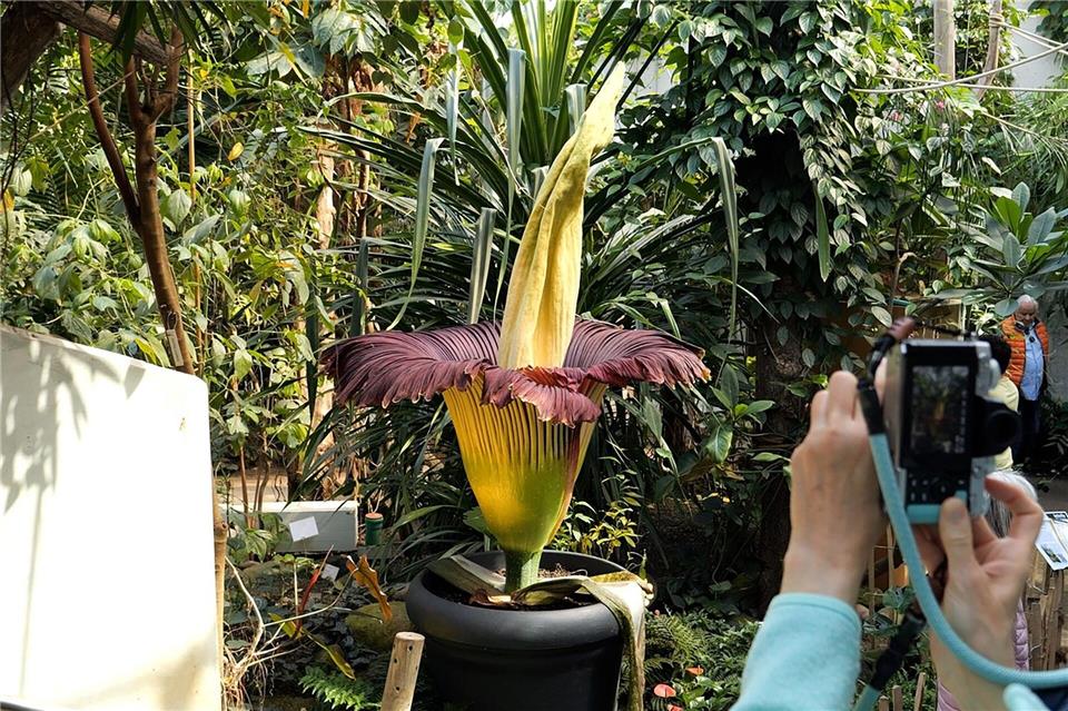 Der Titanenwurz, die größte Blume der Welt, blüht jetzt in Bremen.Jörn Hüneke/dpa