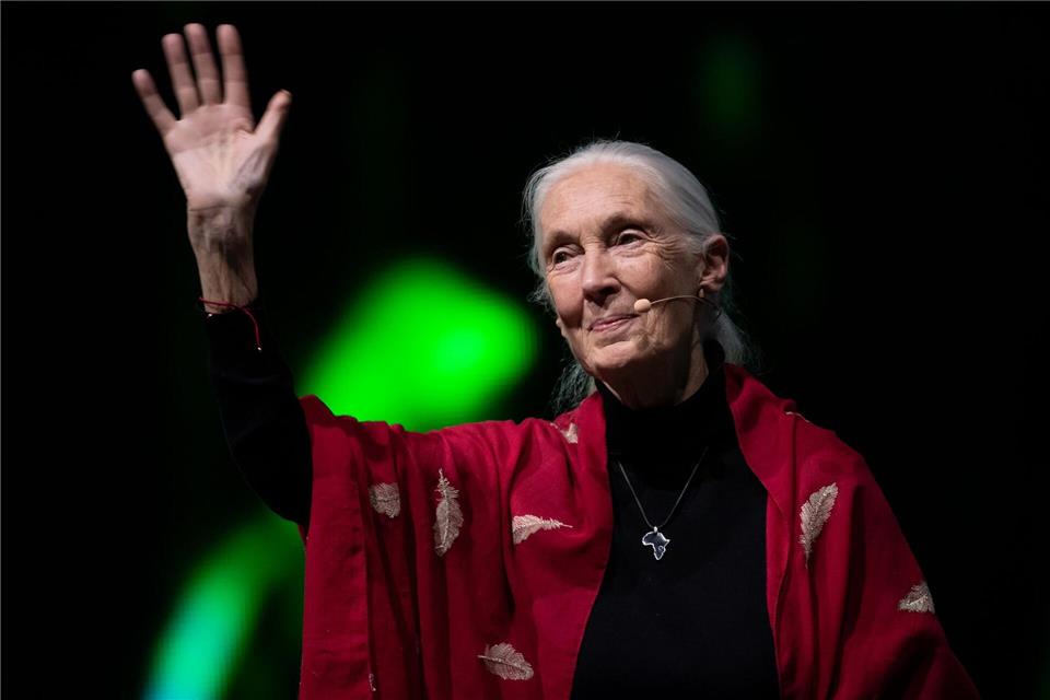 Der Tod der berühmten Schimpansenforscherin Jane Goodall hat weltweit Trauer ausgelöst. (Archivbild)Sven Hoppe/dpa