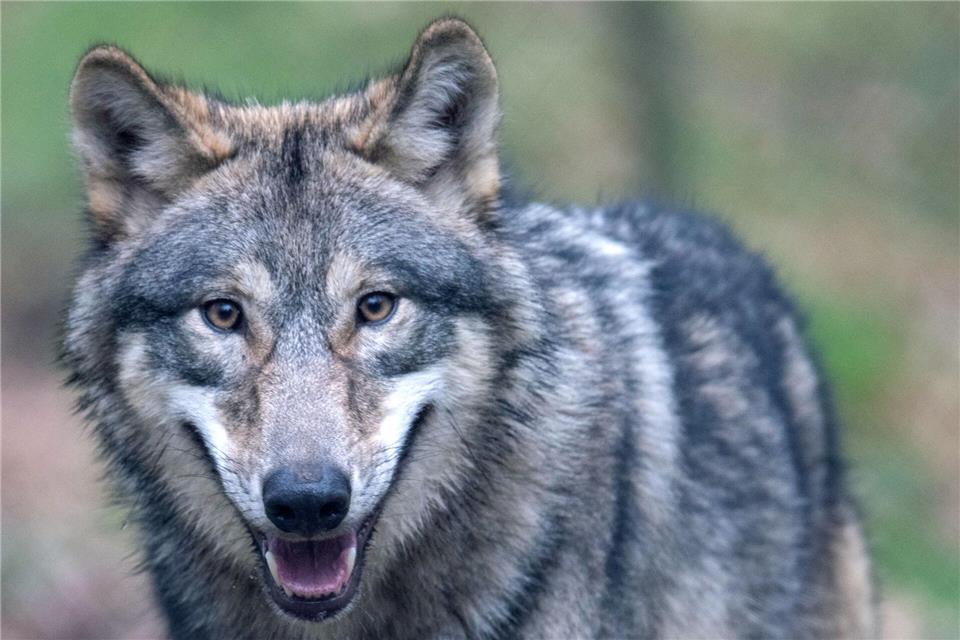 Der Umgang mit dem Wolf löst seit vielen Jahren Streit aus. (Symbolblild) Boris Roessler/dpa