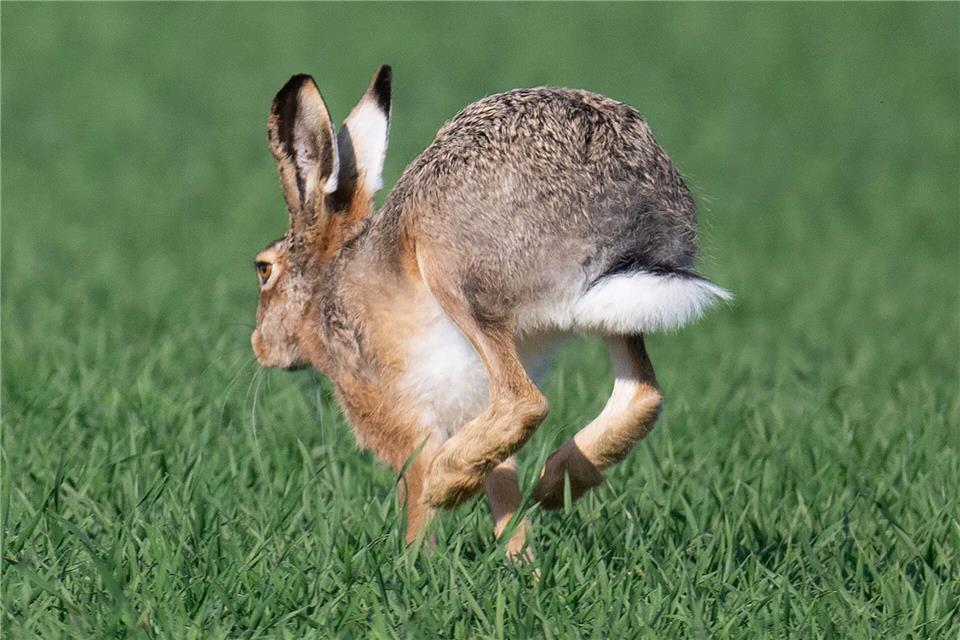 Der Umweltverband Nabu sorgt sich weiter um die Feldhasen-Population in Thüringen und mahnt, die Lebensräume aktiv zu verbessern. Etwa mit Hilfe von Brachen und Hecken. (Symbolbild) Boris Roessler/dpa