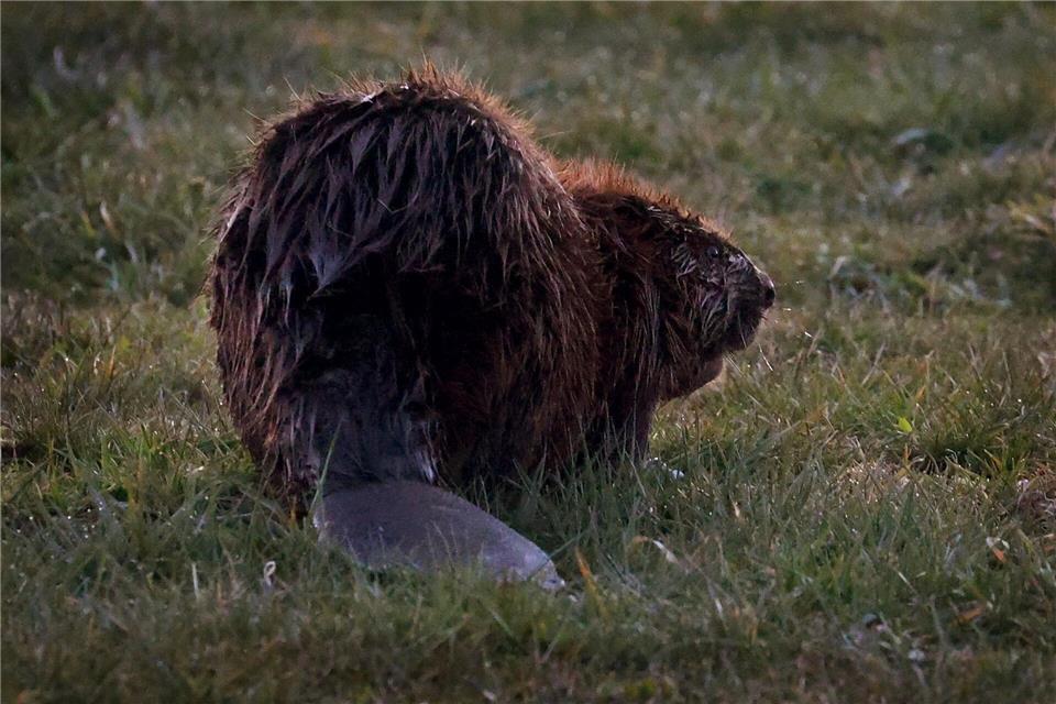 Der Unbekannte schlug vergangene Woche zu. (Symbolbild)Karl-Josef Hildenbrand/dpa