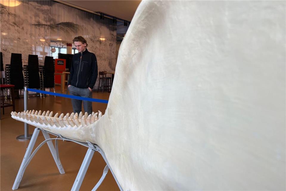 Der Unterkiefer des Sylt-Wals ist seit Ende Januar auf der Nordseeinsel ausgestellt.Lea Albert/dpa