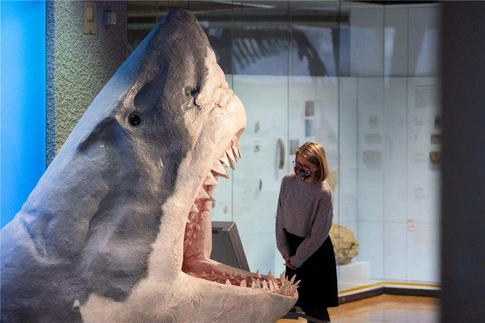 Der Urzeit-Hai Megalodon wurde lange als gigantische Version eines Weißen Hais angesehen. (Archivbild)Marijan Murat/dpa