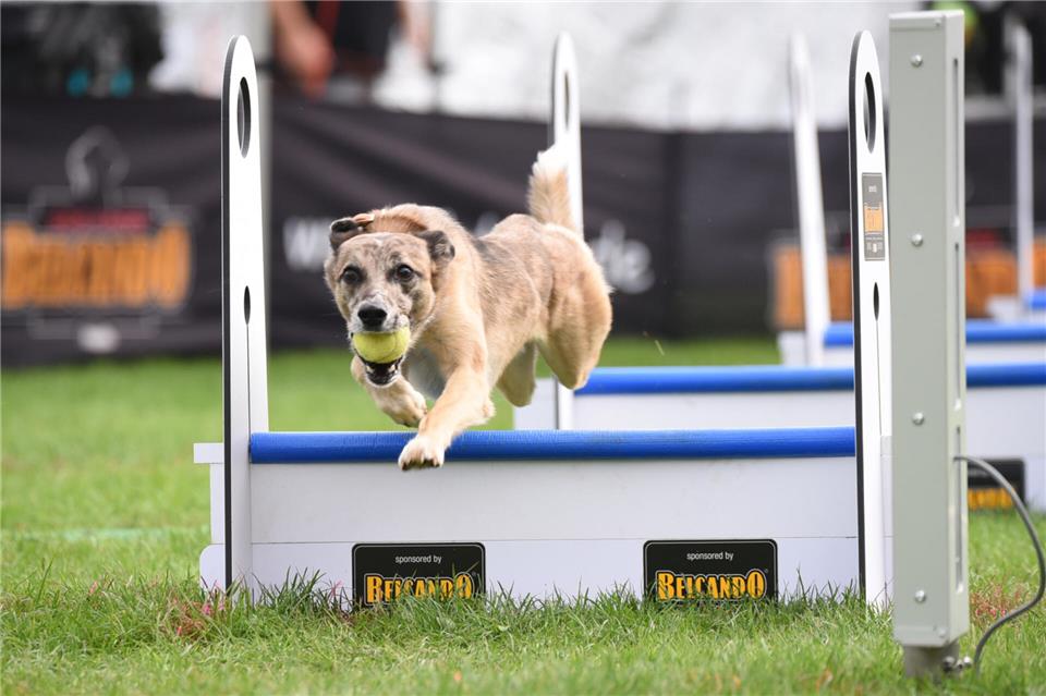 Der VEA Borken hat die Deutsche Meisterschaft im Hundesport Flyball ausgerichtet.